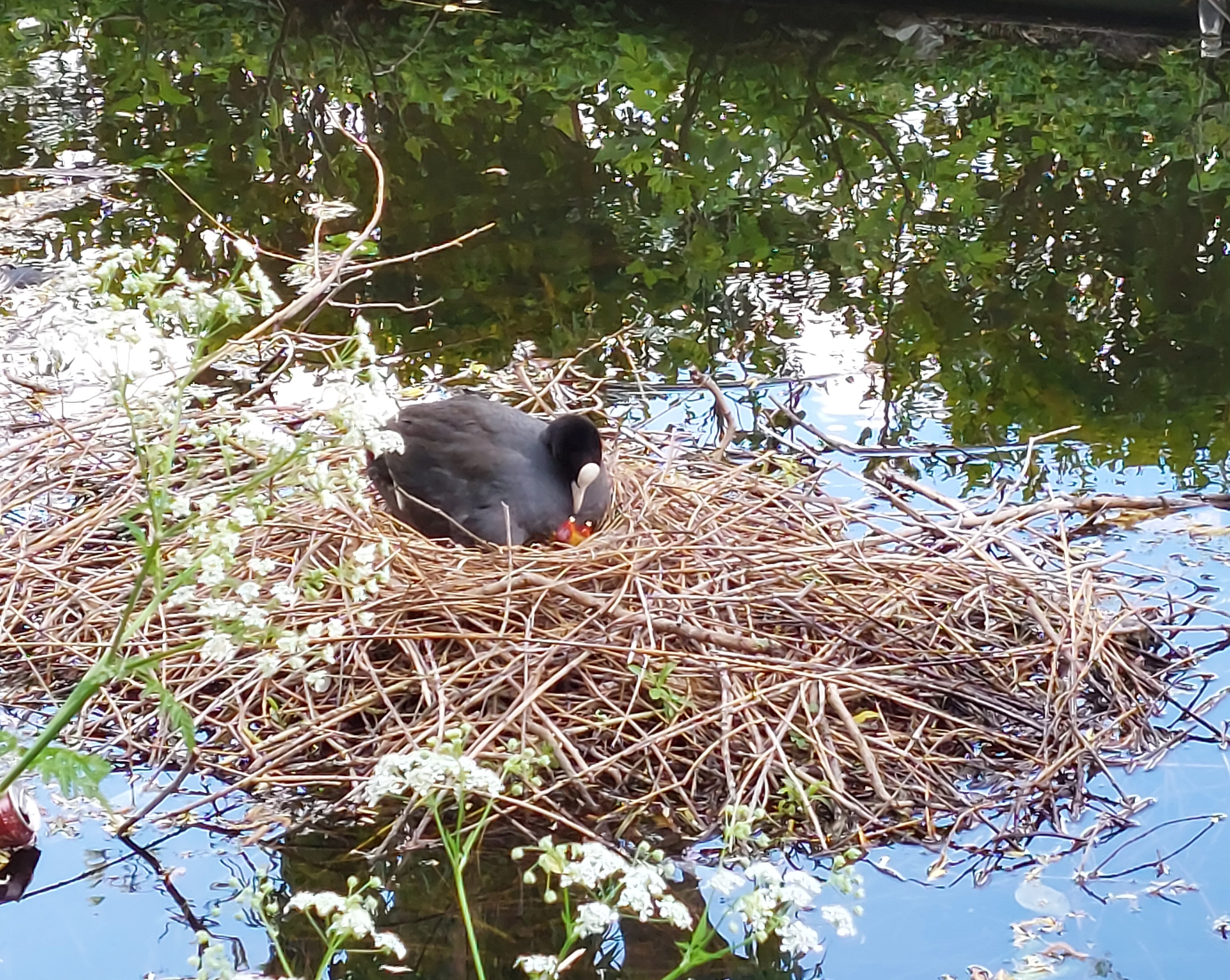 Some more local life: A European coot with young